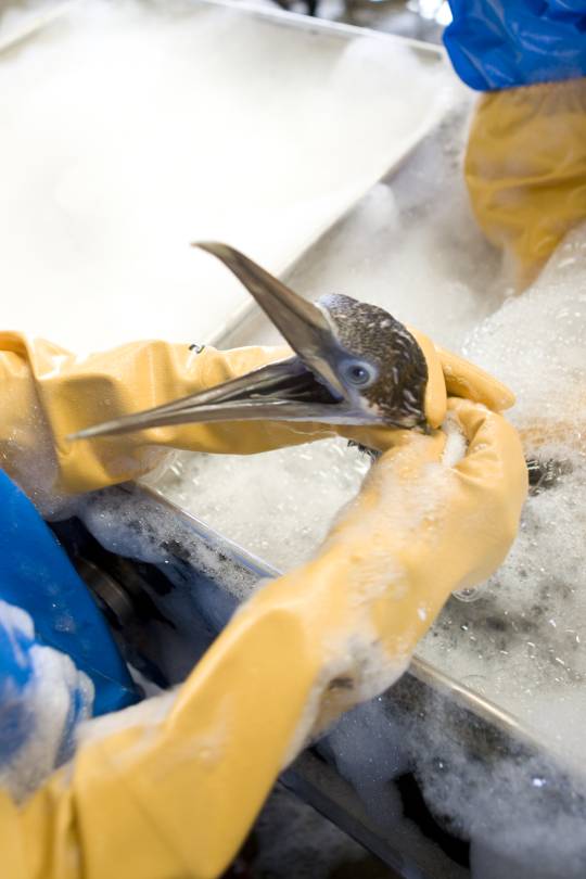 washing an oiled gannet bird
