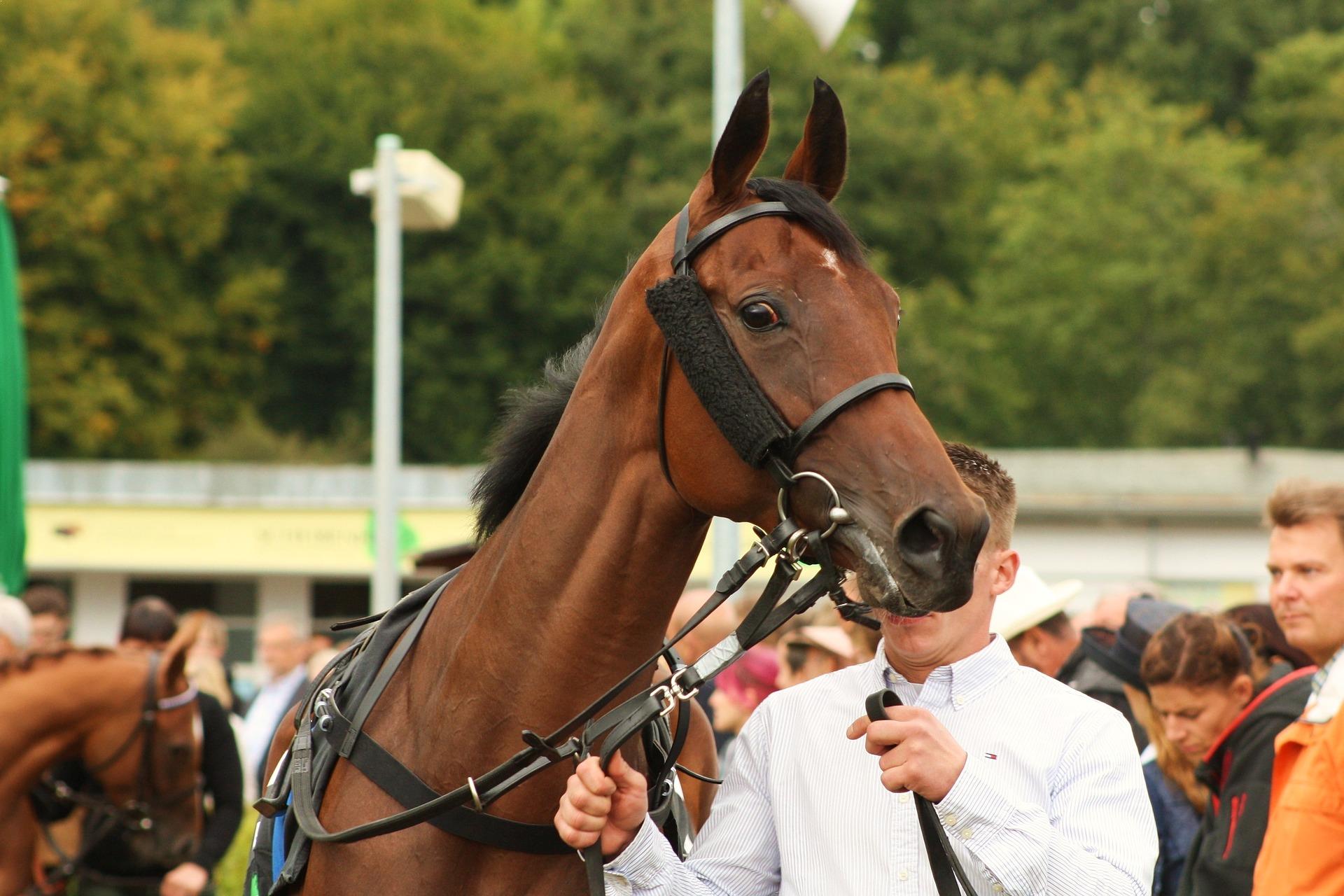 racehorse