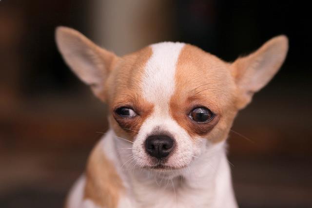skeptical dog
